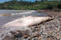 Paus Balin sepanjang 7 meter ditemukan mati di Pantai Tulungagung