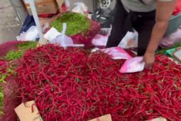 Harga cabai merah naik di Kota Jambi akibat pasokan minim