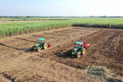 ID FOOD terus lakukan penyerapan gula petani musim giling 2025