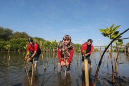 LKBN ANTARA tanam bakau di Kulon Progo Yogyakarta