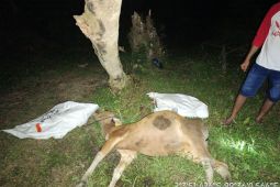 Pemkab Mentawai laporkan puluhan sapi terjangkit Virus Jembrana