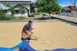 Babel kemarin, Korban PHK smelter timah hingga anggaran HUT untuk beli beras petani