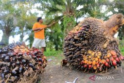 Dianggap merugikan petani sawit, PP No.45/2025 minta dikaji ulang