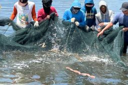 Badan Mutu KKP kampanyekan Udang Indonesia Aman