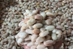 Biji kakao Aceh Tenggara masuk 50 besar terbaik cacao of excellence 2025