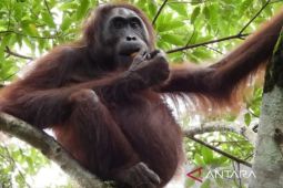 Orang utan Taman Nasional Kutai  diminati peneliti mancanegara
