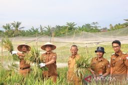 Hasil panen padi MT II 2025 di Tanjungbalai capai 402 Ton