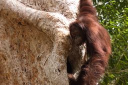 Komitmen PalmCo di Kalimantan menjaga rimba dan menyelamatkan orangutan