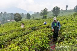 Target luas perkebunan teh di Indonesia