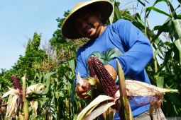 Budi daya jagung ungu di Madiun