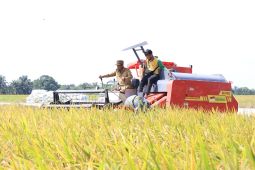 Bupati Darma Wijaya optimis Serdang Bedagai kembali swasembada pangan