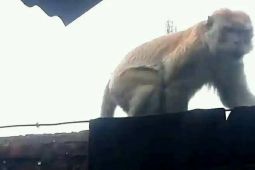 Warga Babalan Langkat resah diakibatkan monyet liar