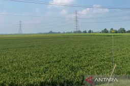 Distan sebut jumlah panen padi di Cirebon melampaui target