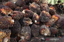 PP 45/2025 dinilai mengancam keberlanjutan industri sawit Nasional
