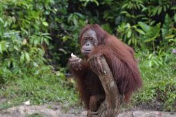 PTPN IV PalmCo salurkan Rp126 juta untuk rehabilitasi 3 orangutan BOS
