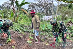 Satgas Yonif 521 membantu warga Kelila tanam sayur mayur