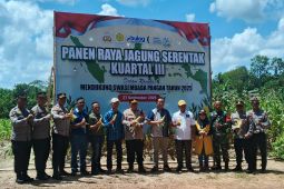 Bulog Belitung serap 3,9 ton jagung petani