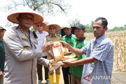 Panen Raya Jagung Serentak Kuartal III, Polres Tapsel tegaskan dukungan Polri untuk rakyat