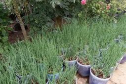 Pemkab Gunungkidul memacu Gerakan Pengembangan Pangan Gizi di pekarangan