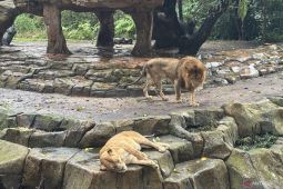 Pemkot Geram! Kebun Binatang Bandung Ogah Bayar Sewa, Malah Laporkan Wali Kota ke Bareskrim