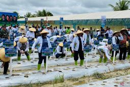 Pemkab Mimika apresiasi dukungan DPD RI fasilitasi penanaman jagung hibrida
