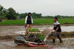 DKPP Belitung: Petani milenial garap sawah 334 hektare