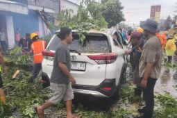 Pohon tumbang menimpa mobil saat hujan deras disertai angin di Jember
