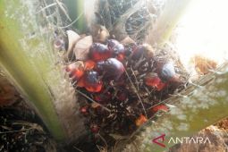 Pemkab Kukar dan Apkasindo  perkuat pertumbuhan ekonomi dari sawit