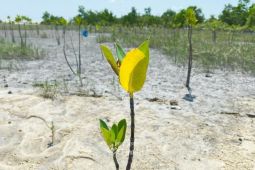PT Timah tanam 11.000 pohon mangrove