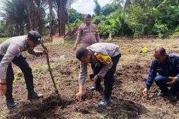 Bulog Natuna pastikan serap jagung pipil kering hasil panen petani di perbatasan