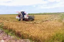 DPKP Kotim berhasil tambah luasan lahan baku sawah