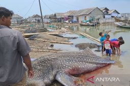 Hiu tutul ditemukan mati di perairan Muaragembong Bekasi