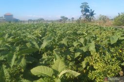 Bea Cukai Bali petakan jalur ilegal penyelundupan hasil tembakau