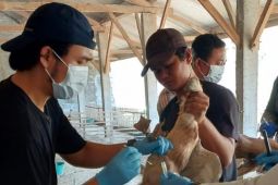 BRIN ke Probolinggo ambil sampel unggas untuk deteksi flu burung