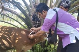 Dinas Pertanian Pasaman perketat pengawasan ternak sapi antisipasi virus jembrana