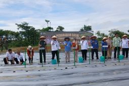 Pemkot Jambi tanam cabai seluas tujuh hektare jaga ketahanan pangan
