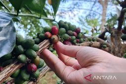 Kaltim potensial  kembangkan kopi liberika