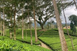 Tambi Wonosobo masuk enam besar WIA 2025