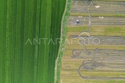 OJK: Pertanian hingga kehutanan gunakan kredit tertinggi di Kalimantan Tengah