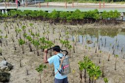 Pertamina Patra Niaga RJBB luncurkan Biogator untuk rehabilitasi mangrove