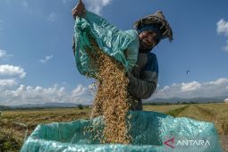 Produksi beras diproyeksi naik 4,15 juta ton hingga akhir tahun