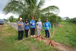 Unila kembangkan teknik sambung singkong dengan Metode BBM