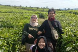 Pemkab Simalungun tolak konversi tanaman teh ke sawit di Sidamanik