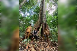 PLN berpartisipasi lestarikan Hutan Adat Rungan di Gumas Kalimantan Tengah