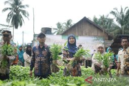 Babel kemarin, Indeks digital Babel tertinggi hingga panen sayuran program P2B