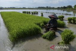Donggala mulai cetak sawah baru seluas 800 hektare