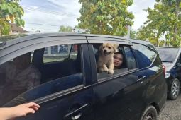 Disnakkeswan Lampung: Vaksinasi rabies gratis dapat kendalikan penularan