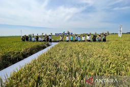 Ekonomi kemarin, BBM subsidi kapal penumpang sampai kebijakan harga gabah