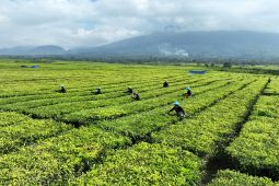 Ini tanggapan PTPN IV Regional II soal isu konversi kebun teh di Simalungun