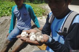 Kelompok sadar wisata di Tulungagung konservasi penyu secara mandiri